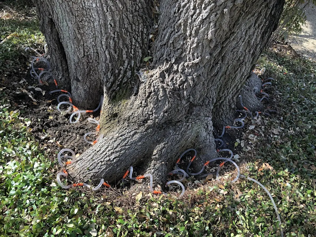 Detailed Tree Cabling and Bracing job site in Miles City
