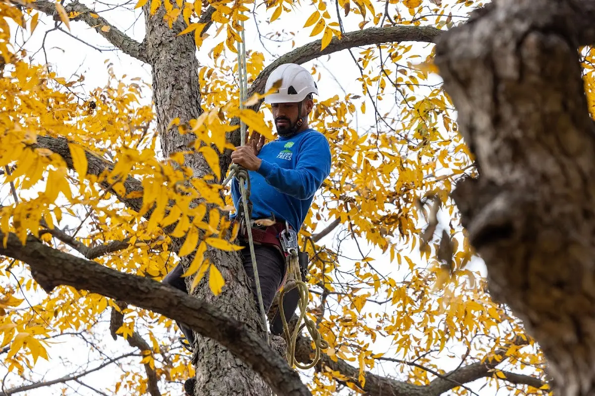 Skilled Tree Trimming crew working in Miles City