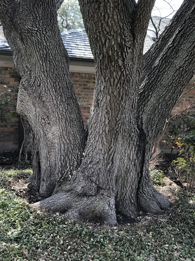 Mature heritage tree close to a Miles City property cared for by certified arborists